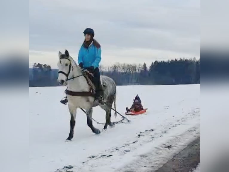 Cheval de sport hongrois Jument 6 Ans 155 cm Gris noir in Geiselhöring