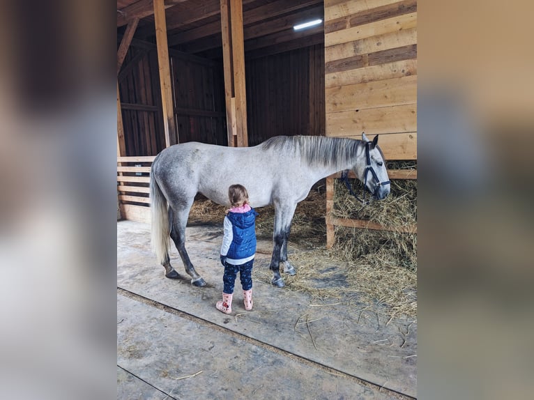 Cheval de sport hongrois Jument 6 Ans 155 cm Gris noir in Geiselhöring