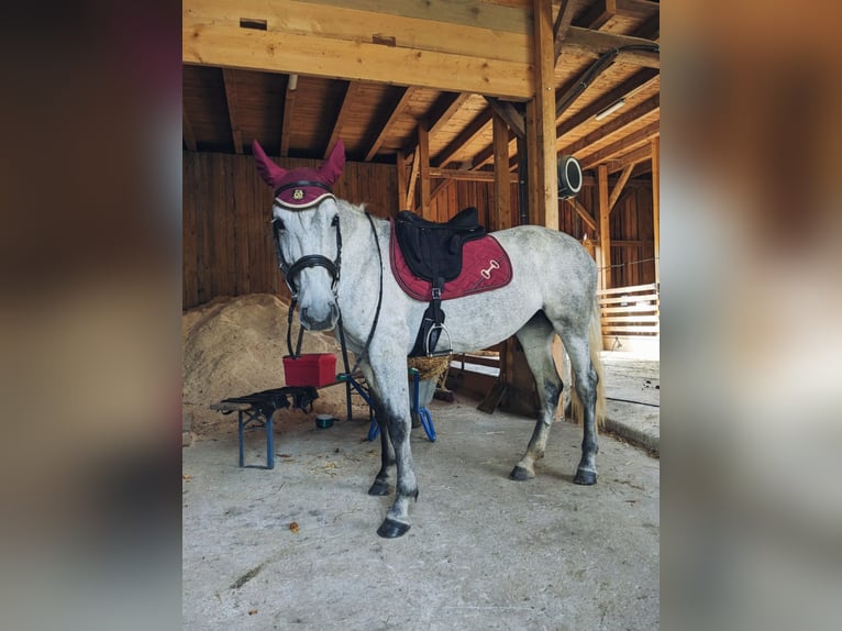 Cheval de sport hongrois Jument 6 Ans 155 cm Gris noir in Geiselhöring