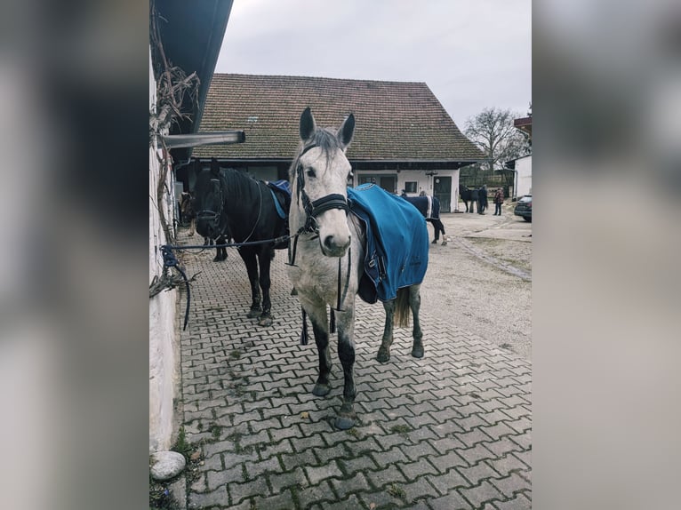 Cheval de sport hongrois Jument 6 Ans 155 cm Gris noir in Geiselhöring