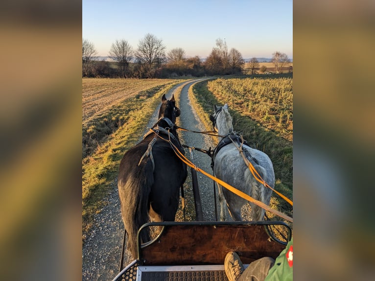 Cheval de sport hongrois Jument 6 Ans 155 cm Gris noir in Geiselhöring