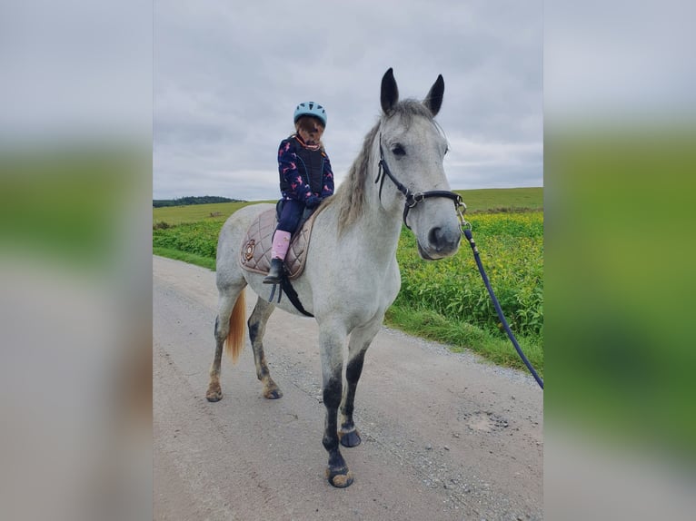 Cheval de sport hongrois Jument 6 Ans 155 cm Gris noir in Geiselhöring