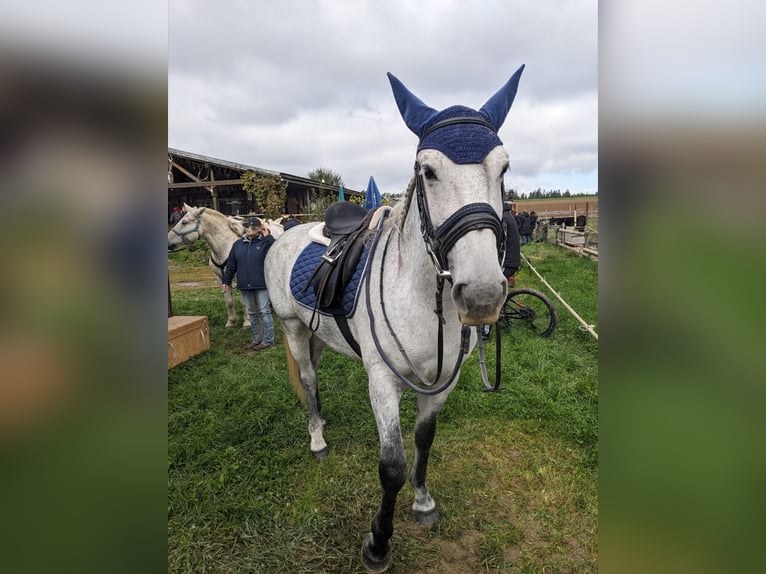 Cheval de sport hongrois Jument 6 Ans 155 cm Gris noir in Geiselhöring