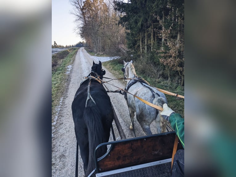 Cheval de sport hongrois Jument 6 Ans 155 cm Gris noir in Geiselhöring