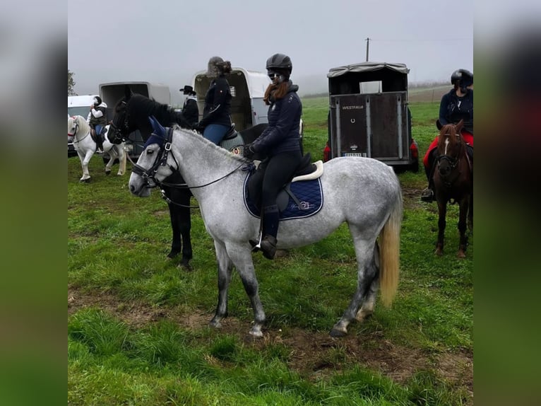 Cheval de sport hongrois Jument 6 Ans 155 cm Gris noir in Geiselhöring