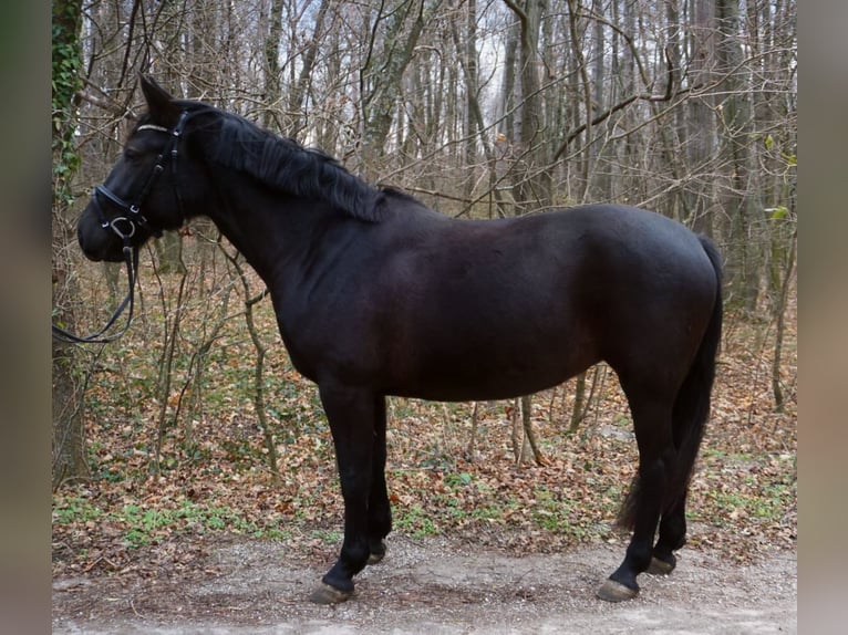 Cheval de sport hongrois Jument 6 Ans 158 cm in Enzesfeld-Lindabrunn