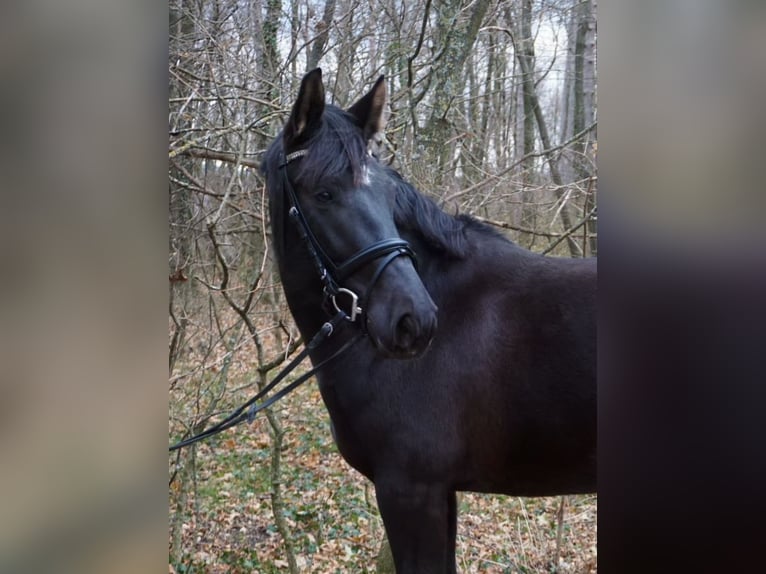 Cheval de sport hongrois Jument 6 Ans 158 cm in Enzesfeld-Lindabrunn