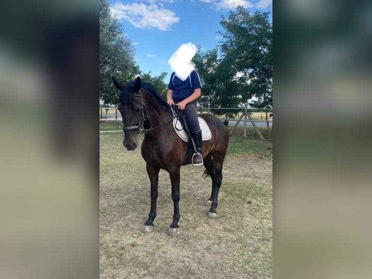 Cheval de sport hongrois Jument 6 Ans 160 cm Bai brun in Tass
