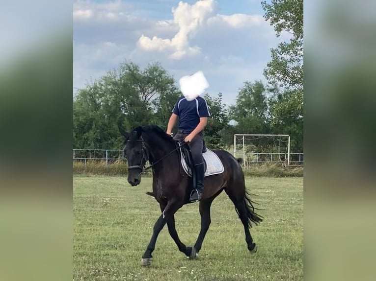 Cheval de sport hongrois Jument 6 Ans 160 cm Bai brun in Tass