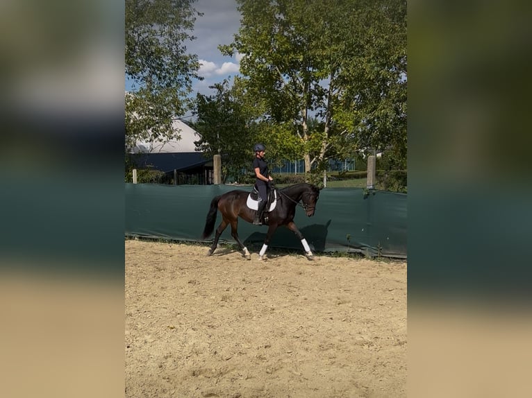 Cheval de sport hongrois Jument 6 Ans 160 cm Bai cerise in Budapest