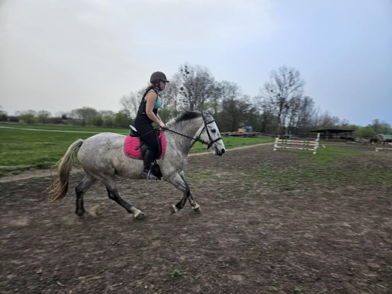 Cheval de sport hongrois Croisé Jument 6 Ans 160 cm Gris pommelé in Aszaló