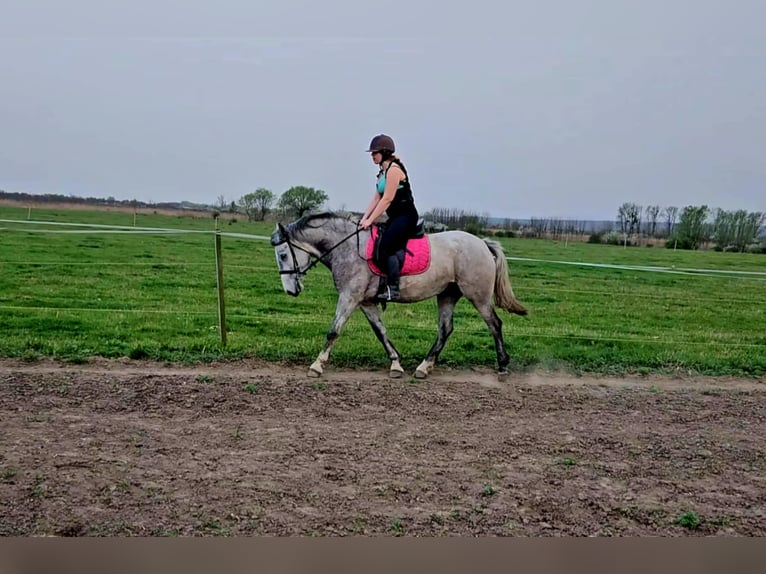 Cheval de sport hongrois Croisé Jument 6 Ans 160 cm Gris pommelé in Aszaló