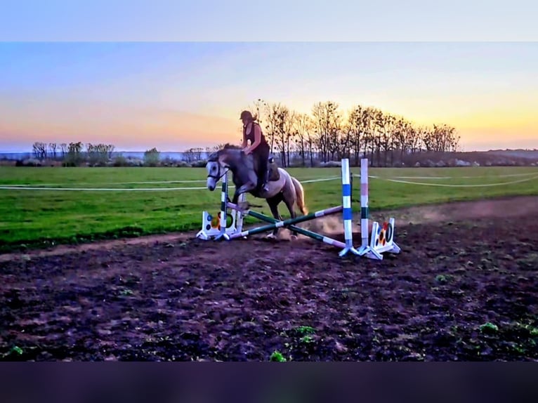 Cheval de sport hongrois Croisé Jument 6 Ans 160 cm Gris pommelé in Aszaló