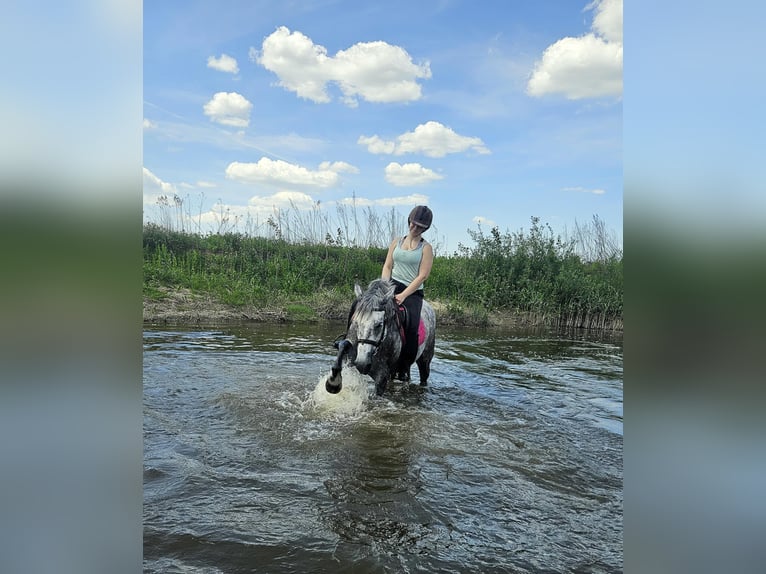 Cheval de sport hongrois Croisé Jument 6 Ans 160 cm Gris pommelé in Aszaló