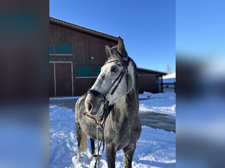 Cheval de sport hongrois Jument 6 Ans 160 cm Gris pommelé in Füssen