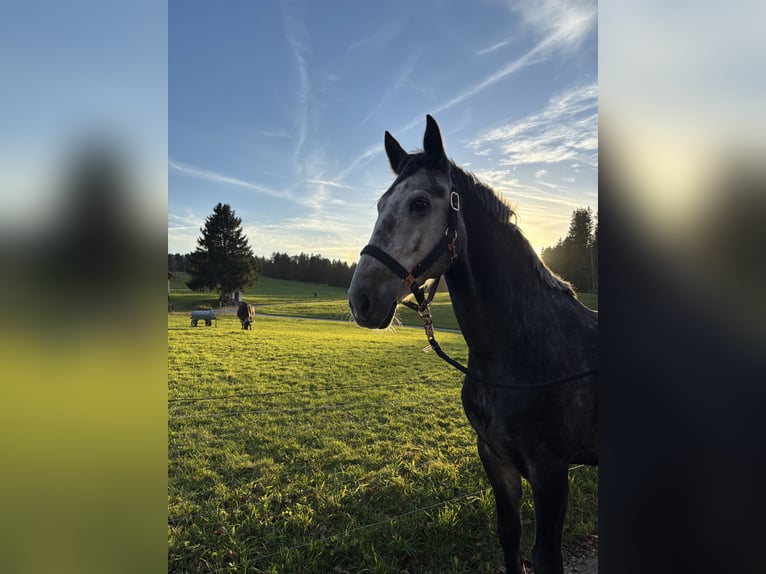 Cheval de sport hongrois Jument 6 Ans 160 cm Gris pommelé in Füssen