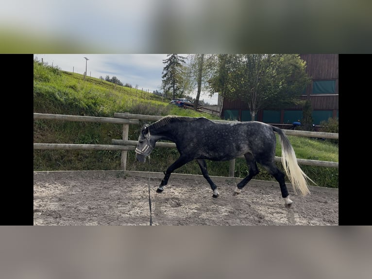 Cheval de sport hongrois Jument 6 Ans 160 cm Gris pommelé in Füssen