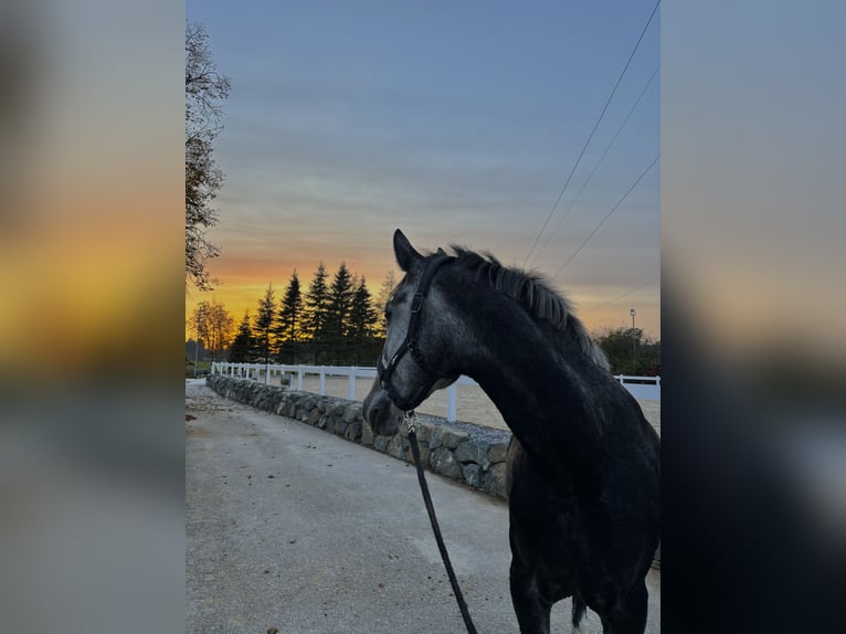 Cheval de sport hongrois Jument 6 Ans 160 cm Gris pommelé in Füssen