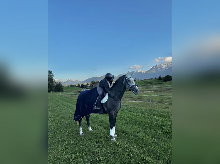 Cheval de sport hongrois Jument 6 Ans 160 cm Gris pommelé in Füssen