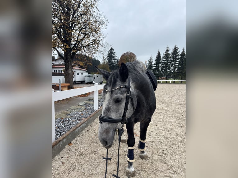 Cheval de sport hongrois Jument 6 Ans 160 cm Gris pommelé in Füssen