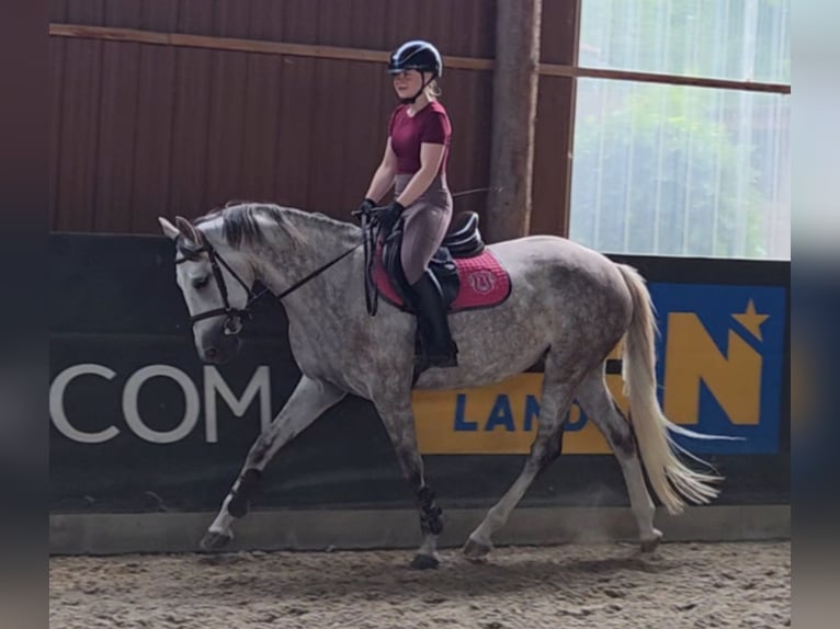 Cheval de sport hongrois Jument 6 Ans 162 cm Gris in Schattendorf