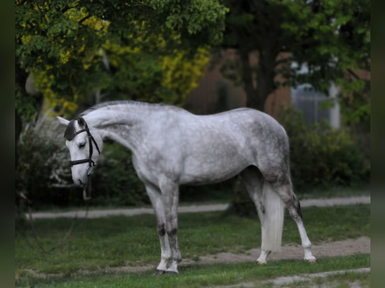 Cheval de sport hongrois Jument 6 Ans 162 cm Gris in Schattendorf