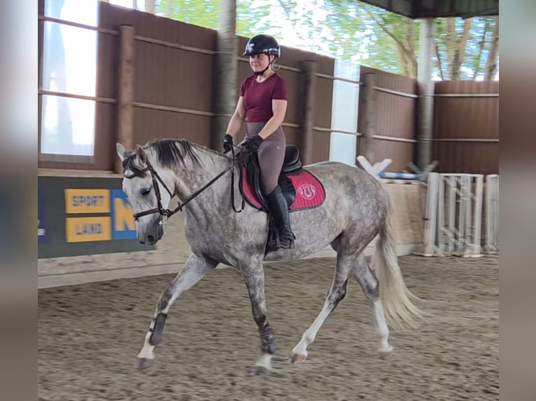Cheval de sport hongrois Jument 6 Ans 162 cm Gris in Schattendorf