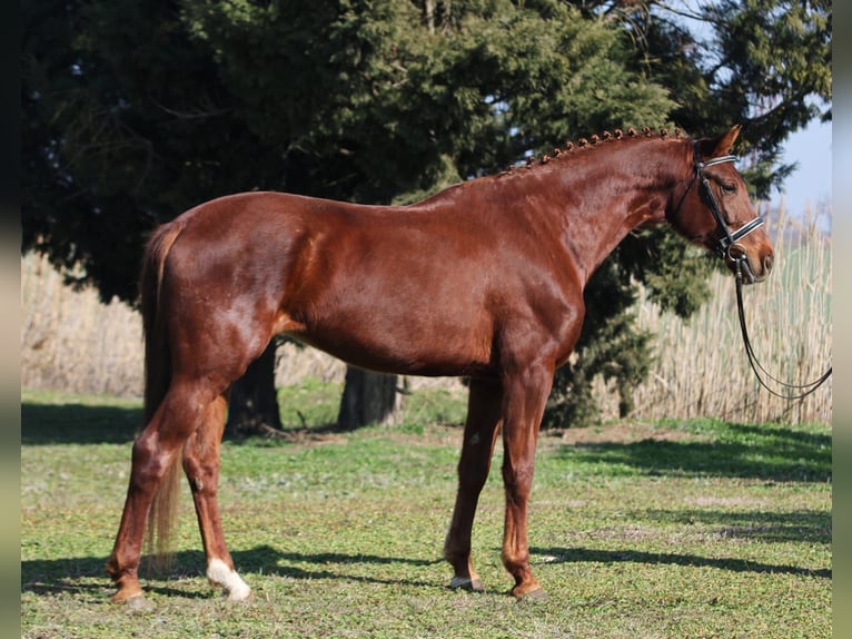 Cheval de sport hongrois Jument 6 Ans 165 cm Alezan in Gyula