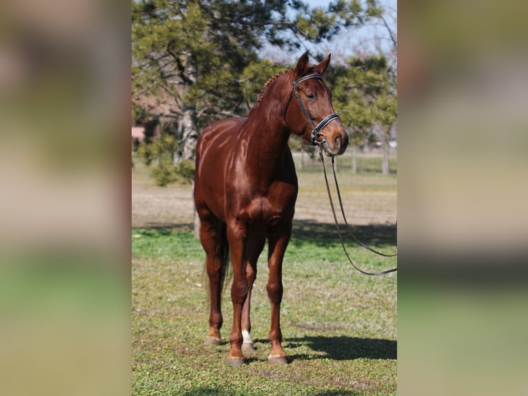 Cheval de sport hongrois Jument 6 Ans 165 cm Alezan in Gyula