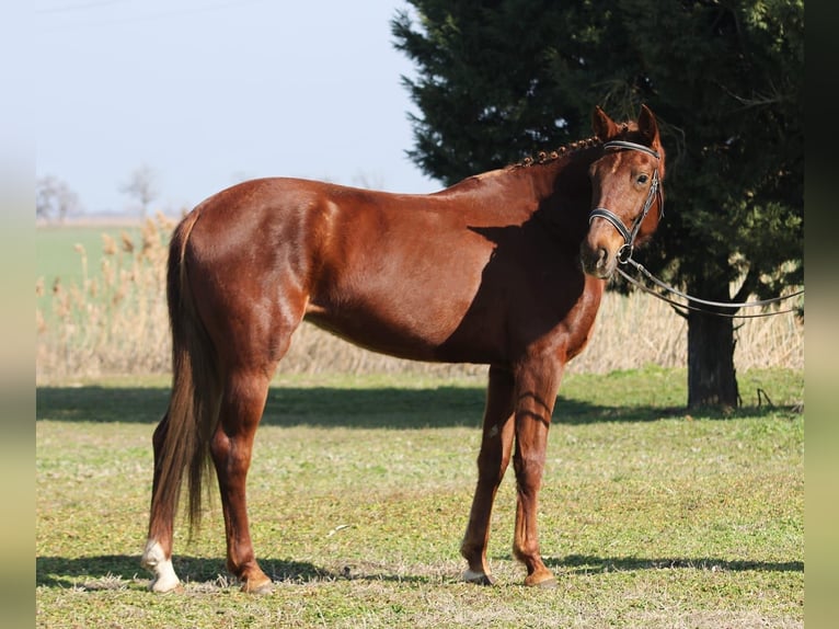 Cheval de sport hongrois Jument 6 Ans 165 cm Alezan in Gyula