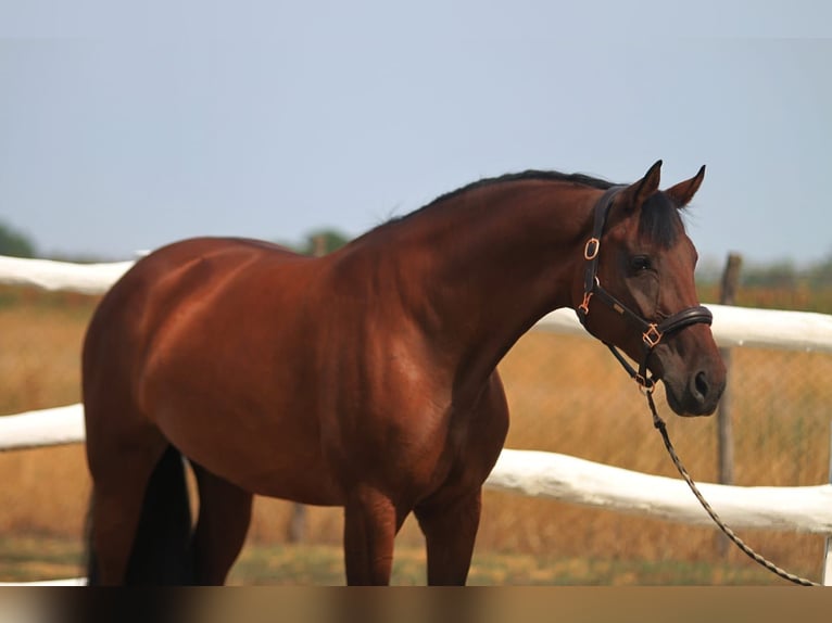 Cheval de sport hongrois Jument 6 Ans 165 cm Bai in Budapest