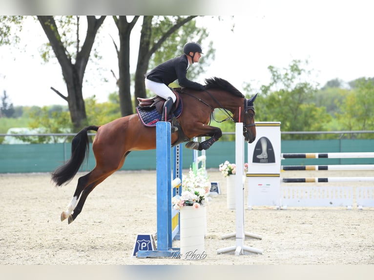 Cheval de sport hongrois Jument 6 Ans 166 cm Bai cerise in Békéscsaba