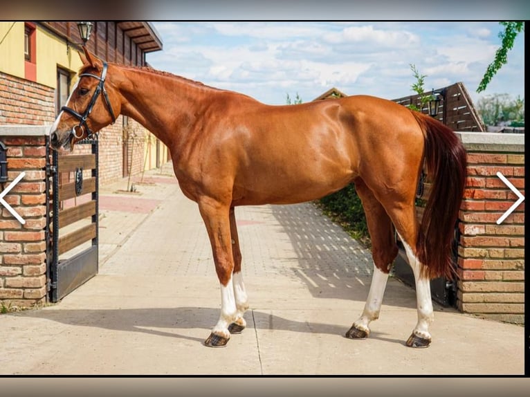Cheval de sport hongrois Jument 6 Ans 168 cm Alezan brûlé in B&#xE9;k&#xE9;scsaba