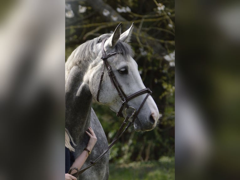 Cheval de sport hongrois Jument 6 Ans 169 cm Gris pommelé in Hannover