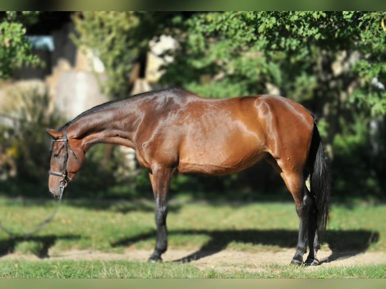 Cheval de sport hongrois Jument 6 Ans 176 cm Bai in Schattendorf