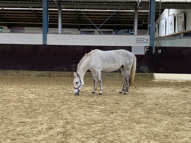 Cheval de sport hongrois Croisé Jument 7 Ans 147 cm Gris in Legden