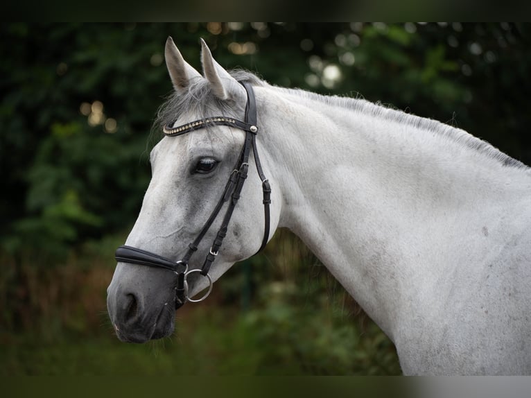 Cheval de sport hongrois Jument 7 Ans 154 cm Gris pommelé in Andernach