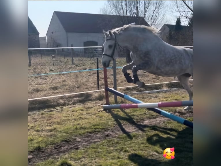 Cheval de sport hongrois Jument 7 Ans 155 cm Rouan bleu in Röderland