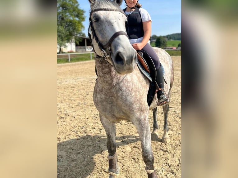 Cheval de sport hongrois Jument 7 Ans 160 cm Gris in Eggelsberg