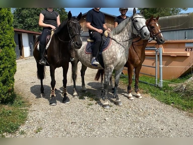 Cheval de sport hongrois Jument 7 Ans 160 cm Gris in Eggelsberg