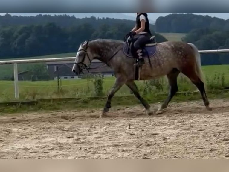 Cheval de sport hongrois Jument 7 Ans 160 cm Gris in Eggelsberg