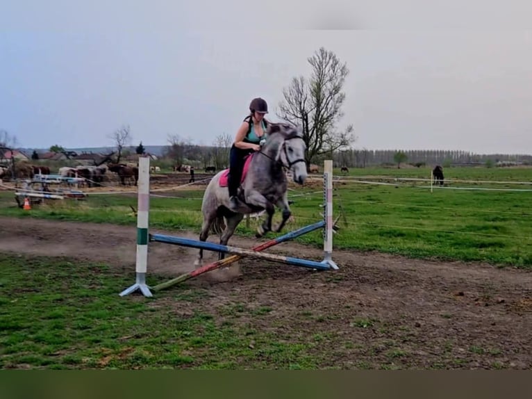 Cheval de sport hongrois Croisé Jument 7 Ans 160 cm Gris pommelé in Aszaló