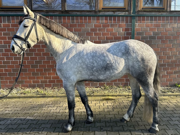 Cheval de sport hongrois Jument 7 Ans 162 cm Gris in NottulnNottuln