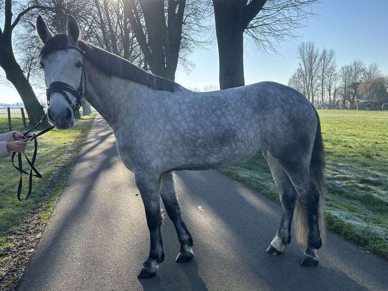 Cheval de sport hongrois Jument 7 Ans 162 cm Gris in NottulnNottuln