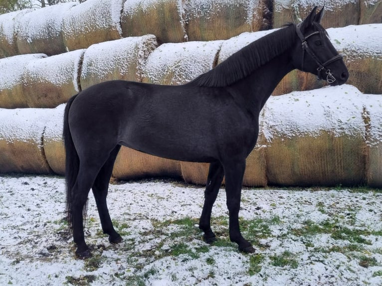 Cheval de sport hongrois Jument 7 Ans 163 cm Noir in Biharugra