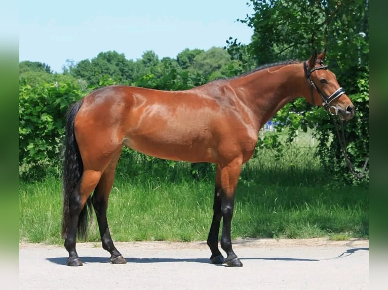 Cheval de sport hongrois Jument 7 Ans 165 cm Bai cerise in Határ utca 25