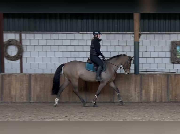 Cheval de sport hongrois Jument 7 Ans 167 cm Bai in Oud Gastel