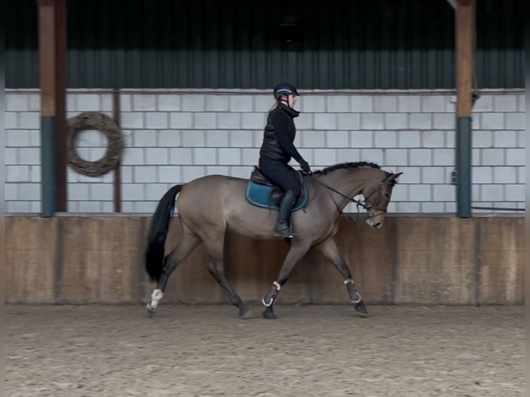 Cheval de sport hongrois Jument 7 Ans 167 cm Bai in Oud Gastel