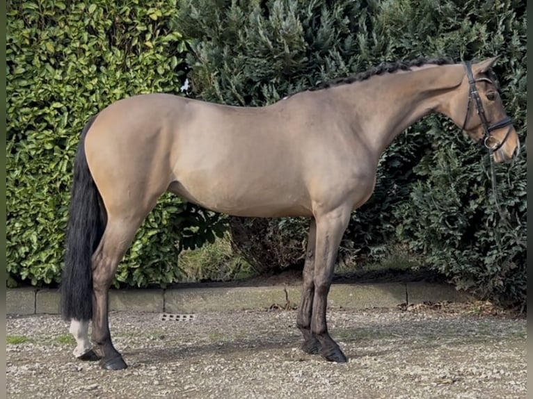 Cheval de sport hongrois Jument 7 Ans 167 cm Bai in Oud Gastel