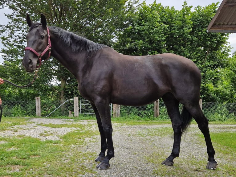 Cheval de sport hongrois Jument 7 Ans 170 cm Noir in Wohlenschwil